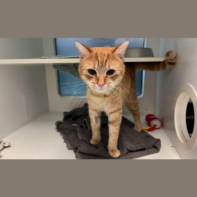 Photo of Puddles