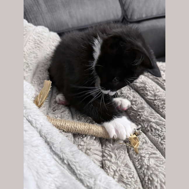 Photo of Noodle *9 Lives Project Rescue*