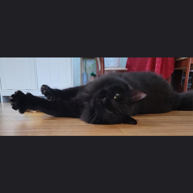 Photo of Pepper