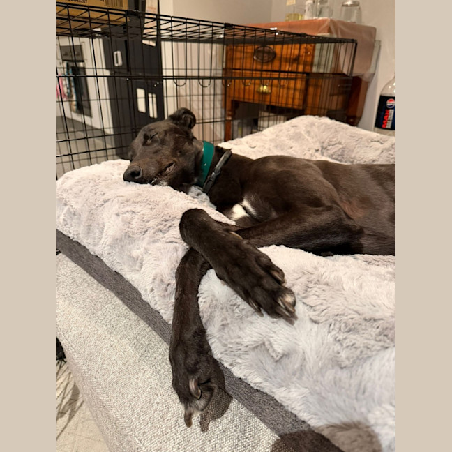 Photo of Ziggy