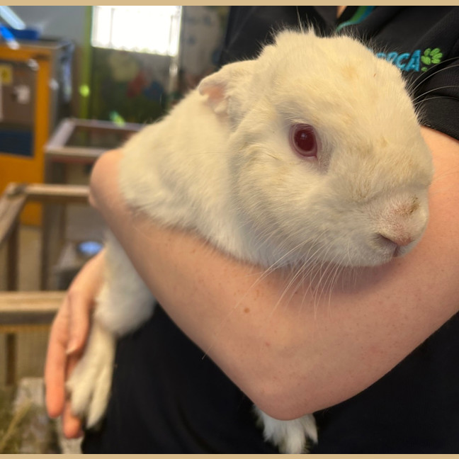 Photo of Sookie Lala Larry