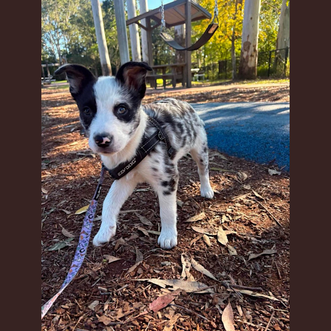 Photo of Pippin