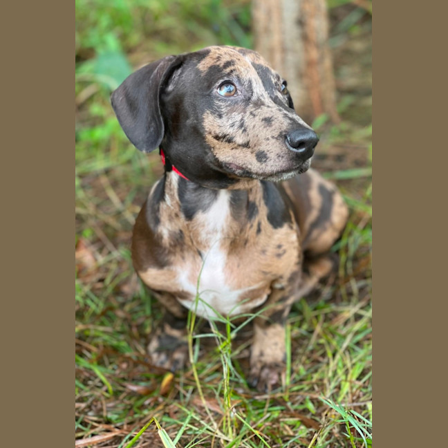 Photo of Otto