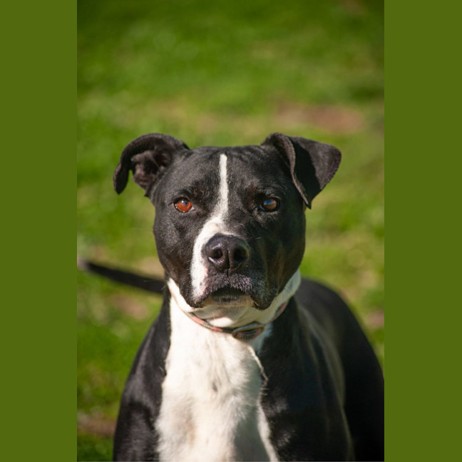 Photo of Cooper