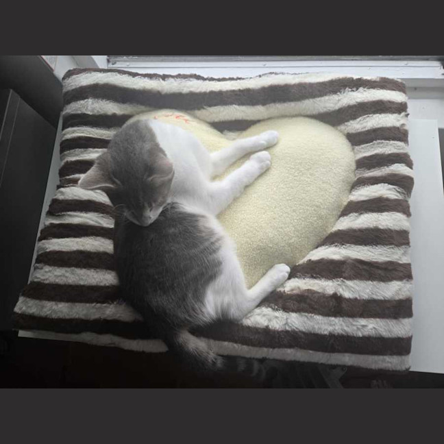 Photo of Rocket
