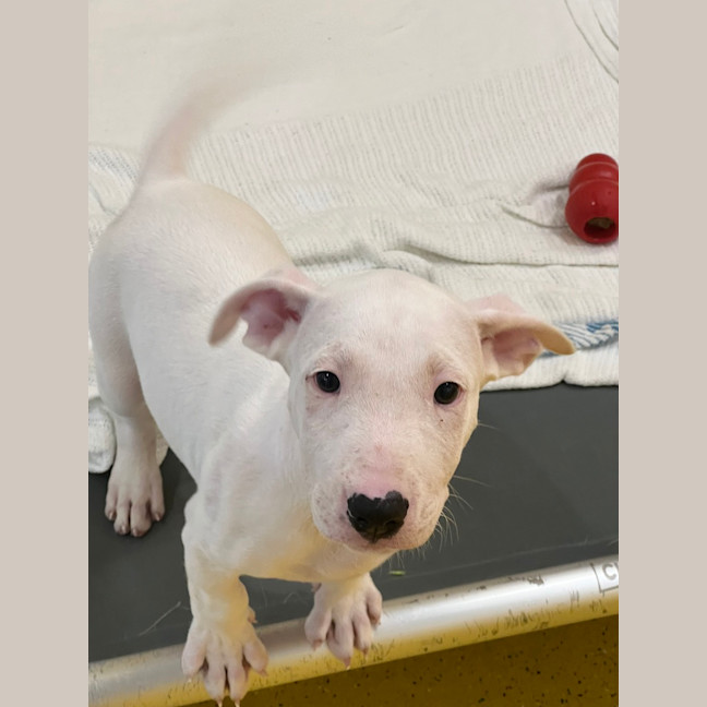 Photo of Winston