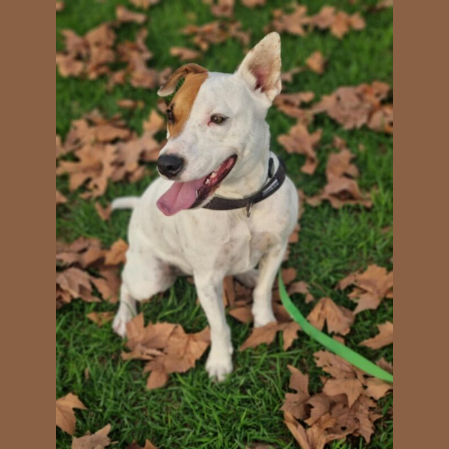 Photo of Remus