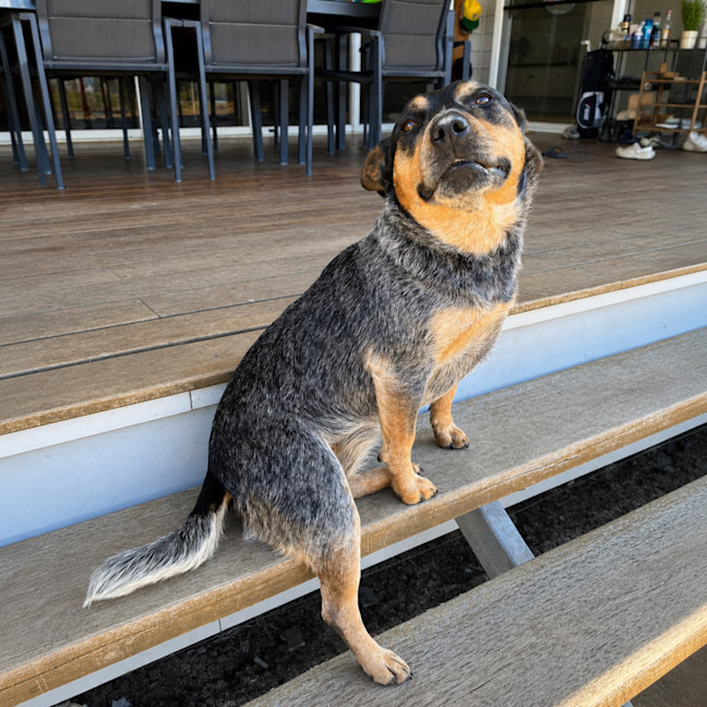 Photo of Roxy