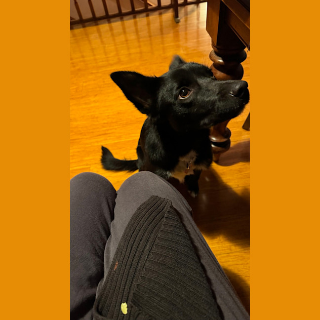 Photo of Bindi