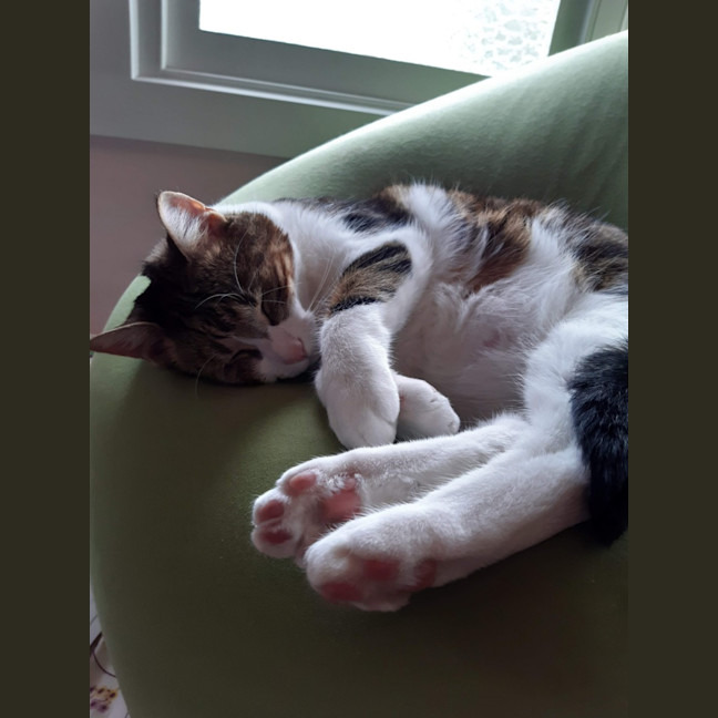 Photo of Terry The Tabby