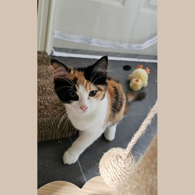 Photo of Atlas