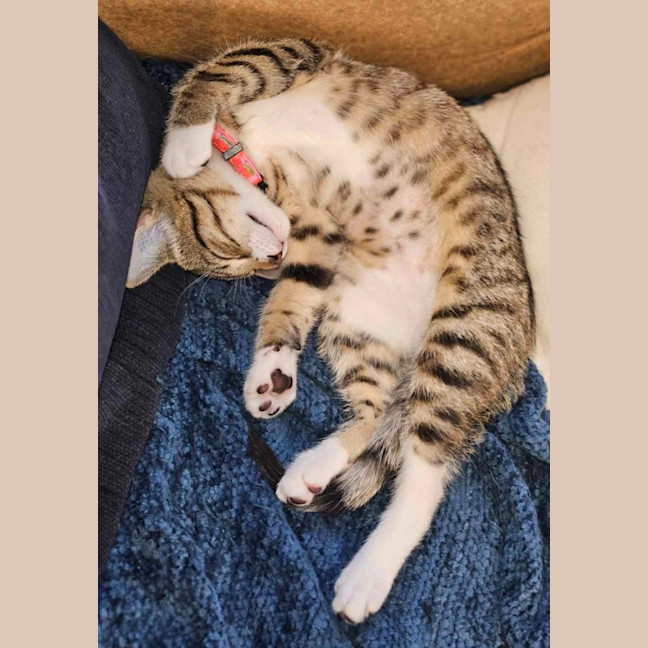 Photo of Tilly