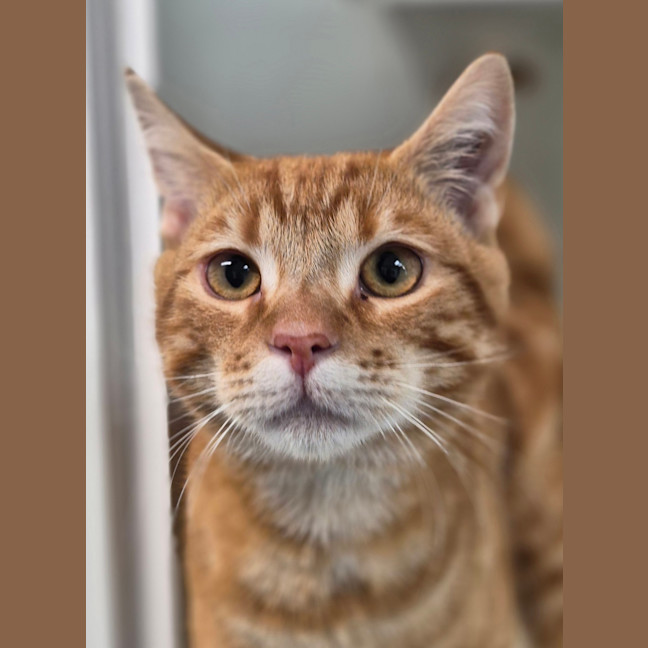 Photo of Taco