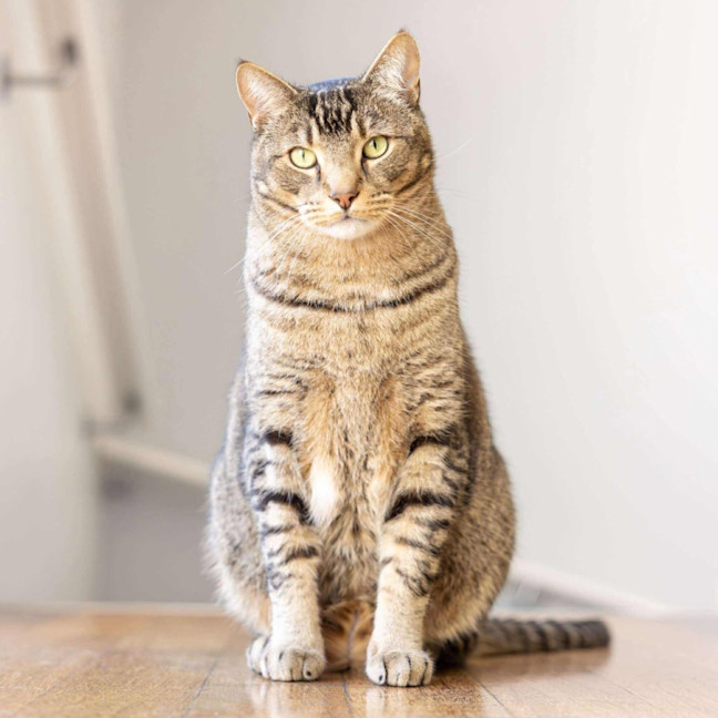 Photo of Liam & Lalo   In Foster Care In Ascot Vale