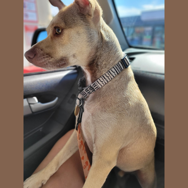 Photo of Mack   2 Year Old Chihuahua X Staffy