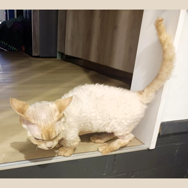Photo of Phoenix