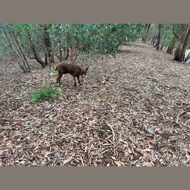 Photo of Cinnamon
