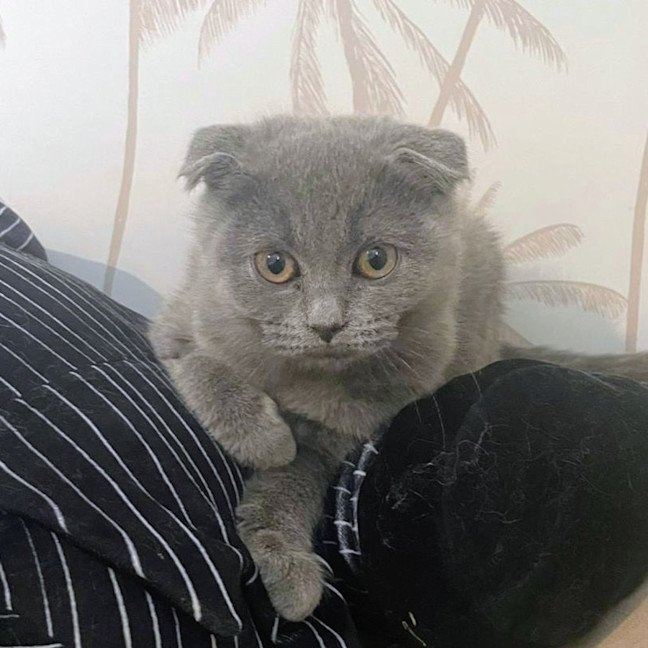 Photo of Hyperion