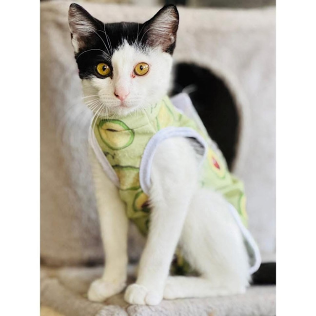 Photo of 13679   Nessie