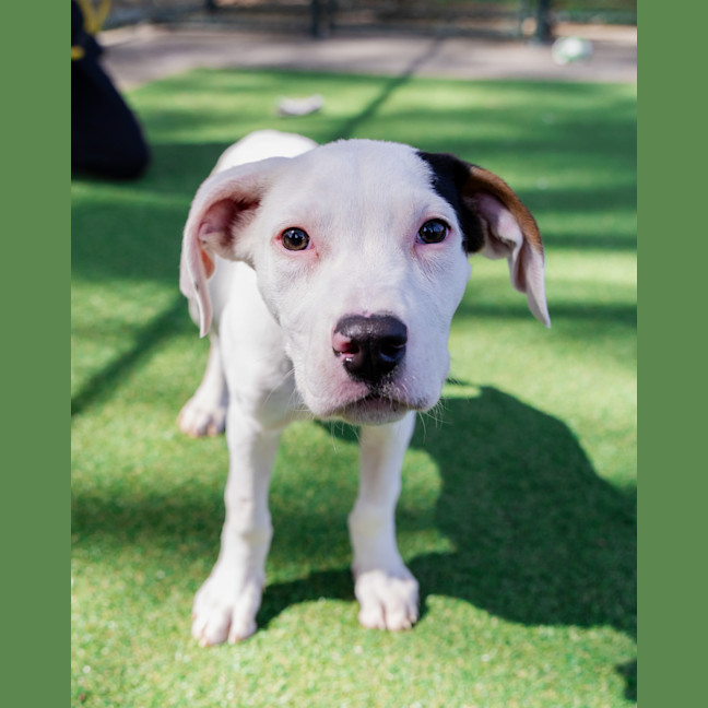 Photo of Pippin