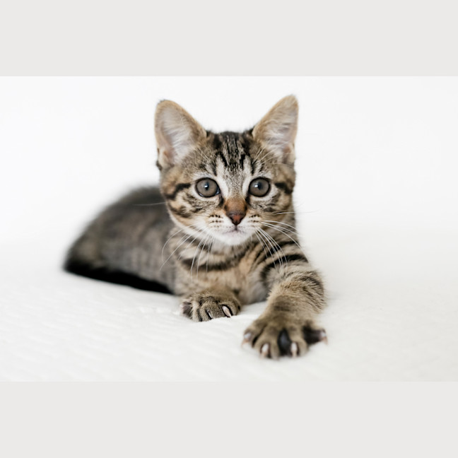 Photo of Milly