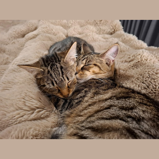 Photo of Olive *9 Lives Project Rescue