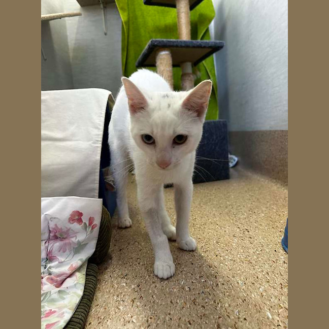 Photo of Casper