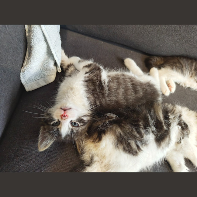 Photo of Cadbury