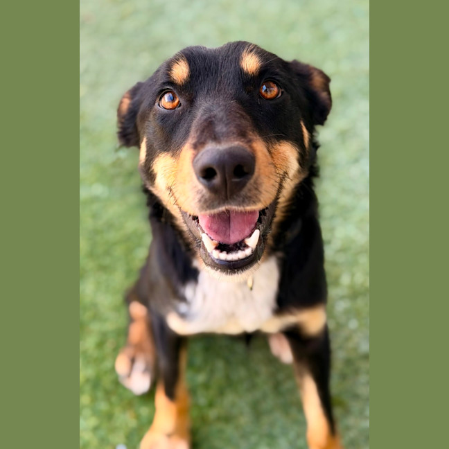 Photo of Rowdy 