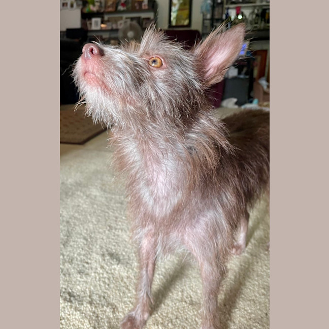 Photo of Kit Kat 