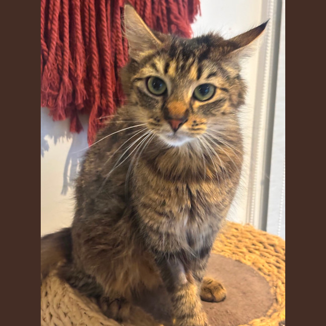 Photo of Tashie Meet Me@Petstock Hastings Store