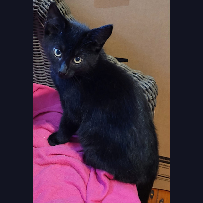 Photo of Boris