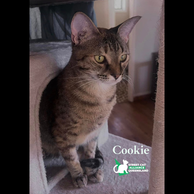 Photo of Cookie