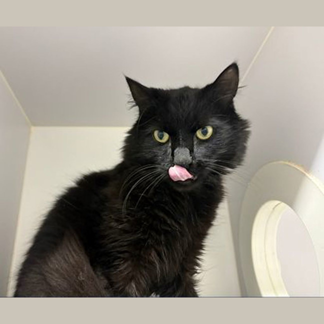 Photo of Winston