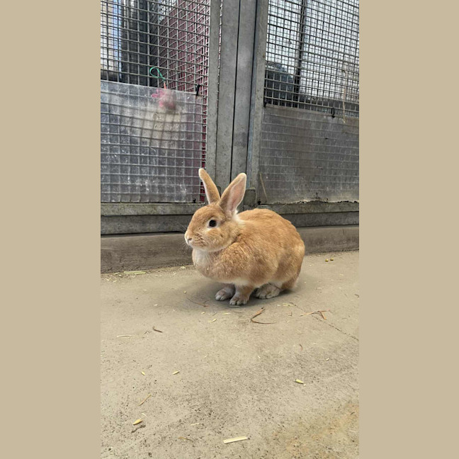 Photo of Mango