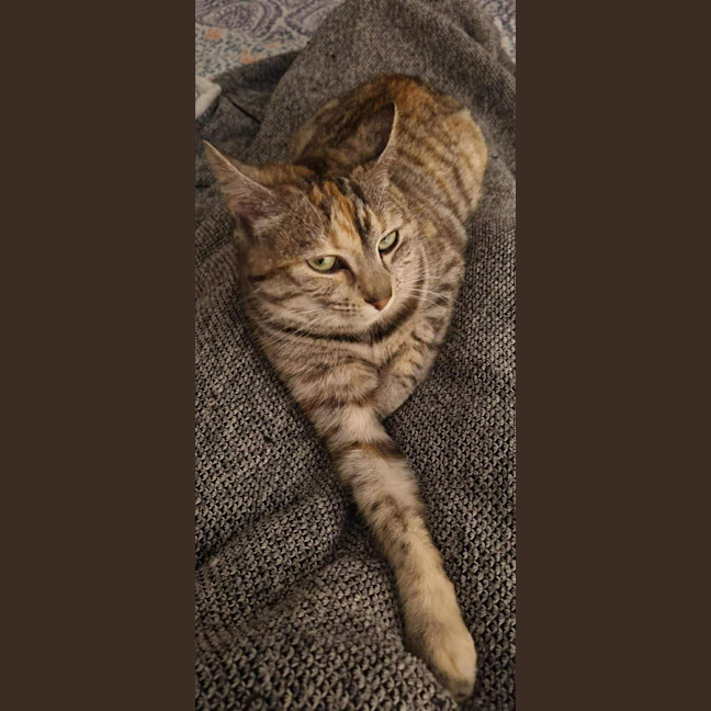 Photo of Novella