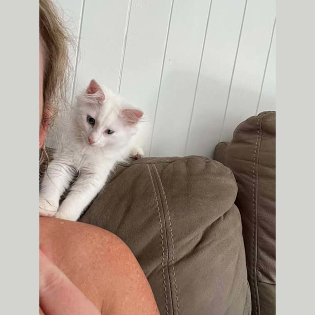 Photo of Muffin