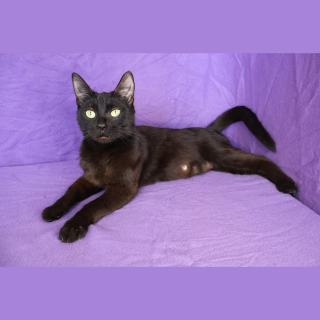 Photo of Atari
