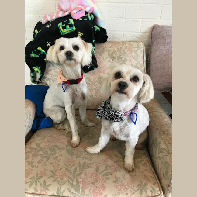 Photo of Pear & Coco   1.5 Year Old Maltese X Shih Tzu