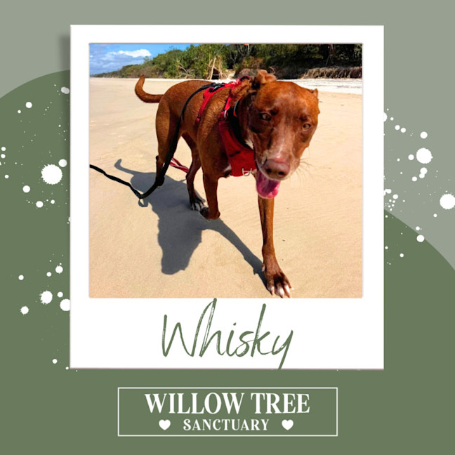 Photo of Whisky