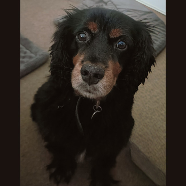 Photo of Maxi   5 Year Old Cavoodle