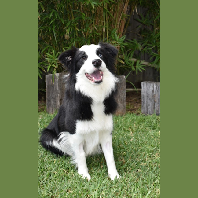 Photo of Nala