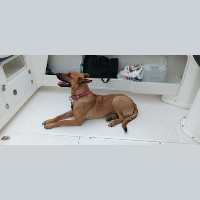 Photo of Nala