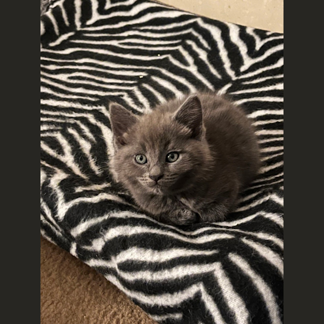 Photo of Tonka ** 2nd Chance Cat Rescue**
