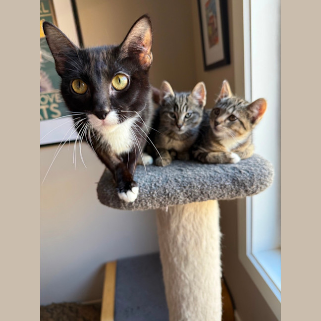 Photo of Galaxy Meet Me At Petstock Clyde North