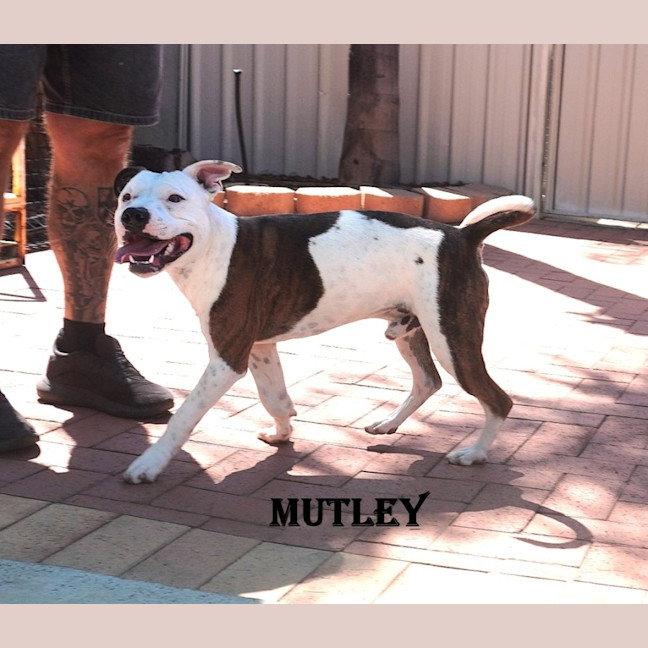 Photo of Mutley
