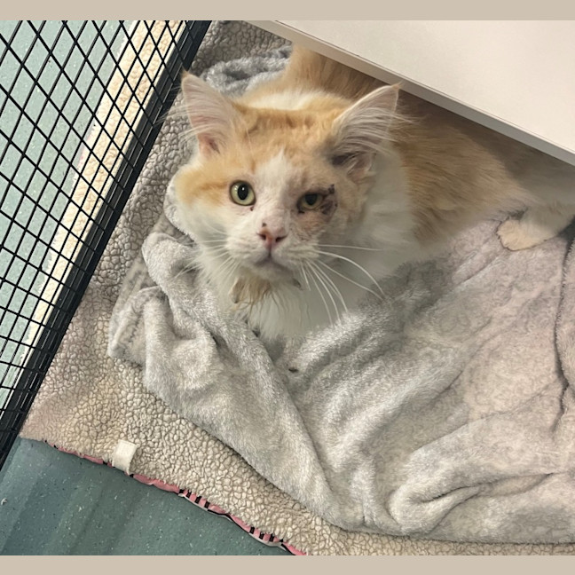 Photo of Mr Mistoffelees