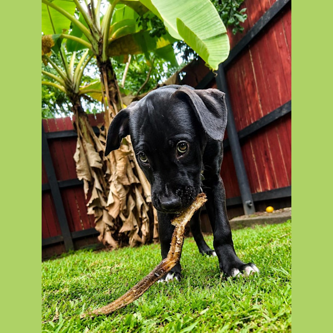 Photo of Harry Paw Ter