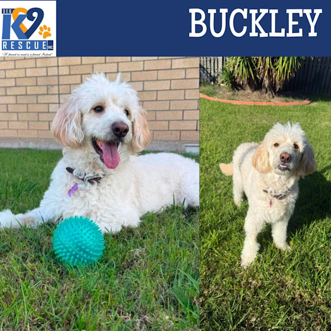 Photo of Buckley