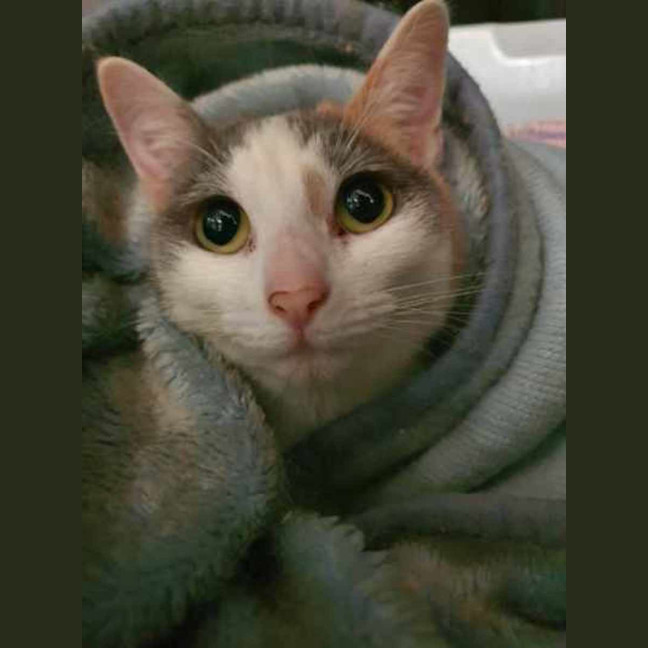 Photo of Marshmallow 